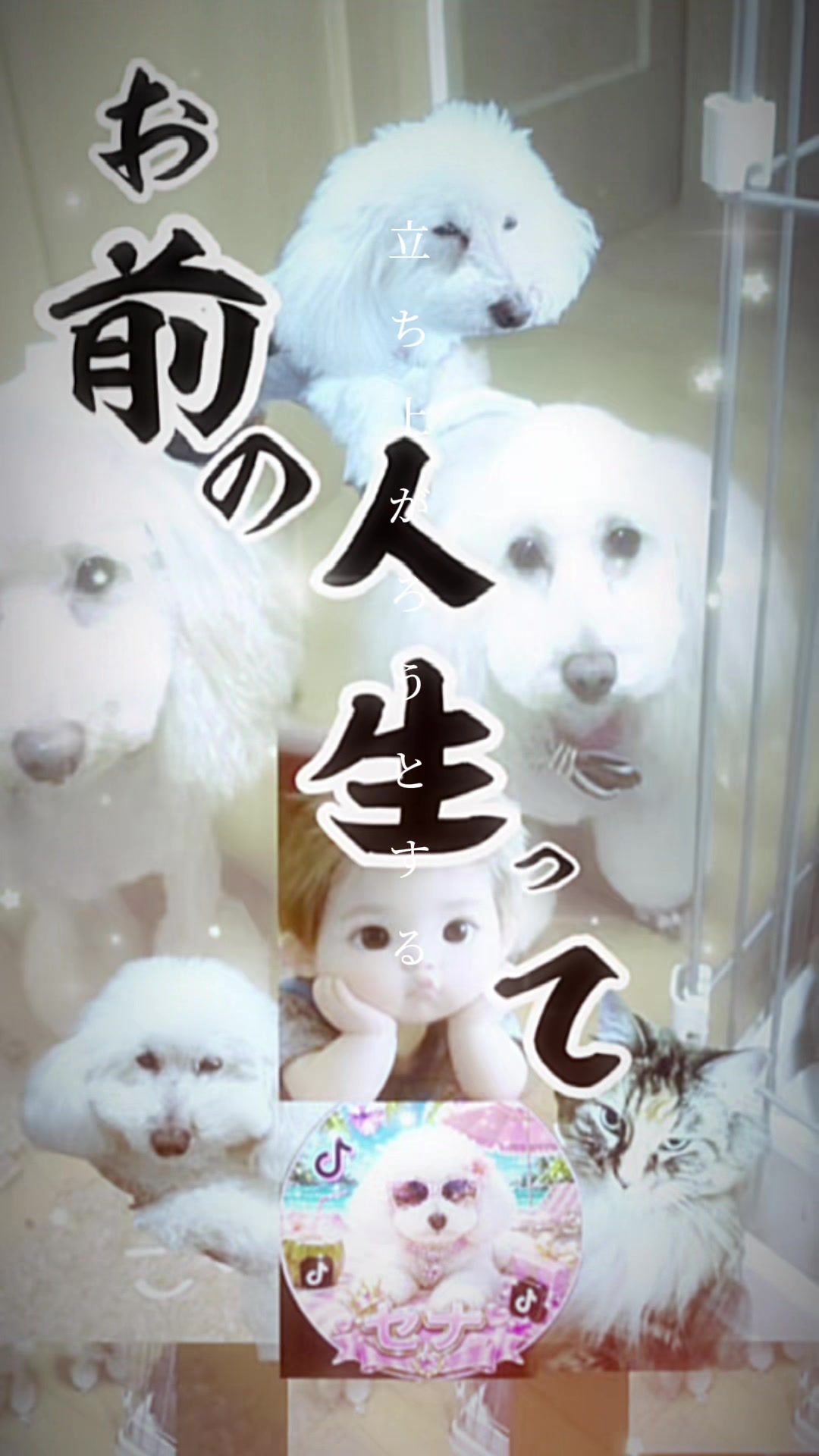 @๐ฉถใซใฃใใใ๐๐๐ฌ