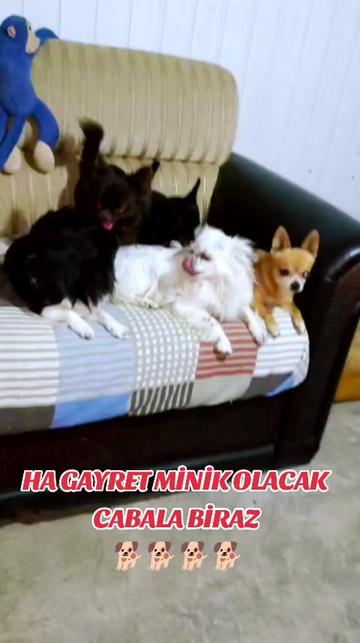 @🐕ŞHİVA MİNİK PATİLER🐕