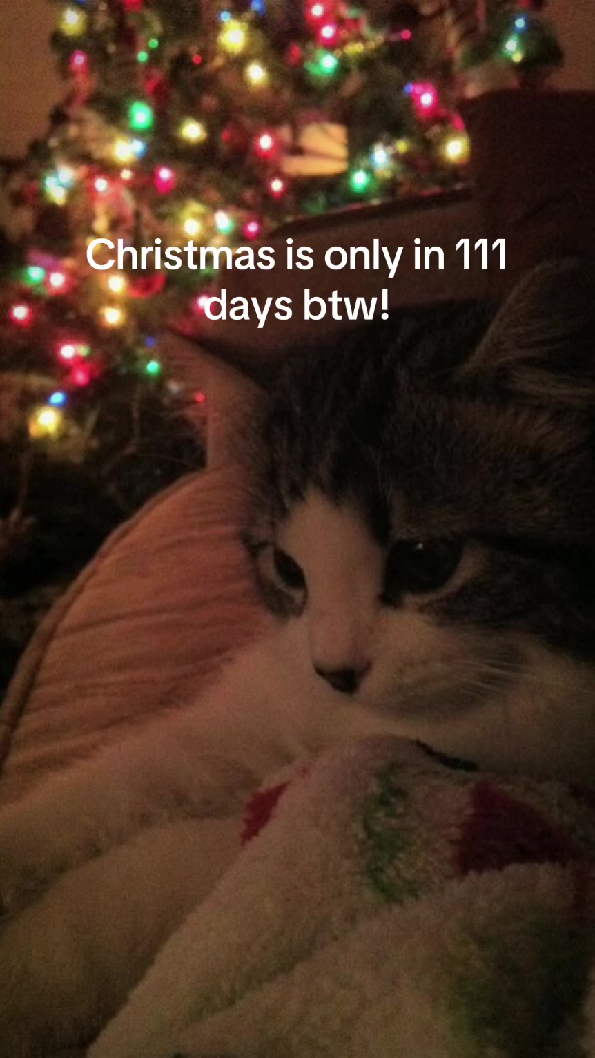 @christmas vibes!