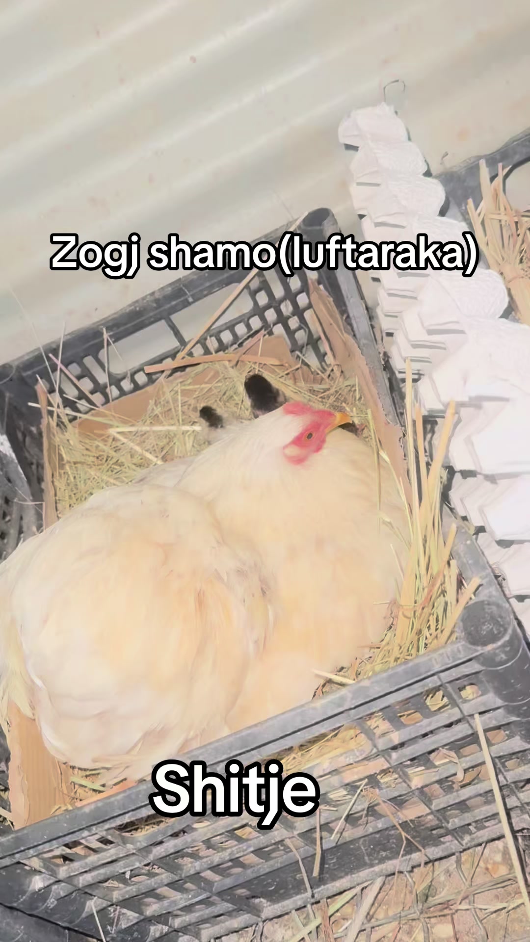 @Fauna peje