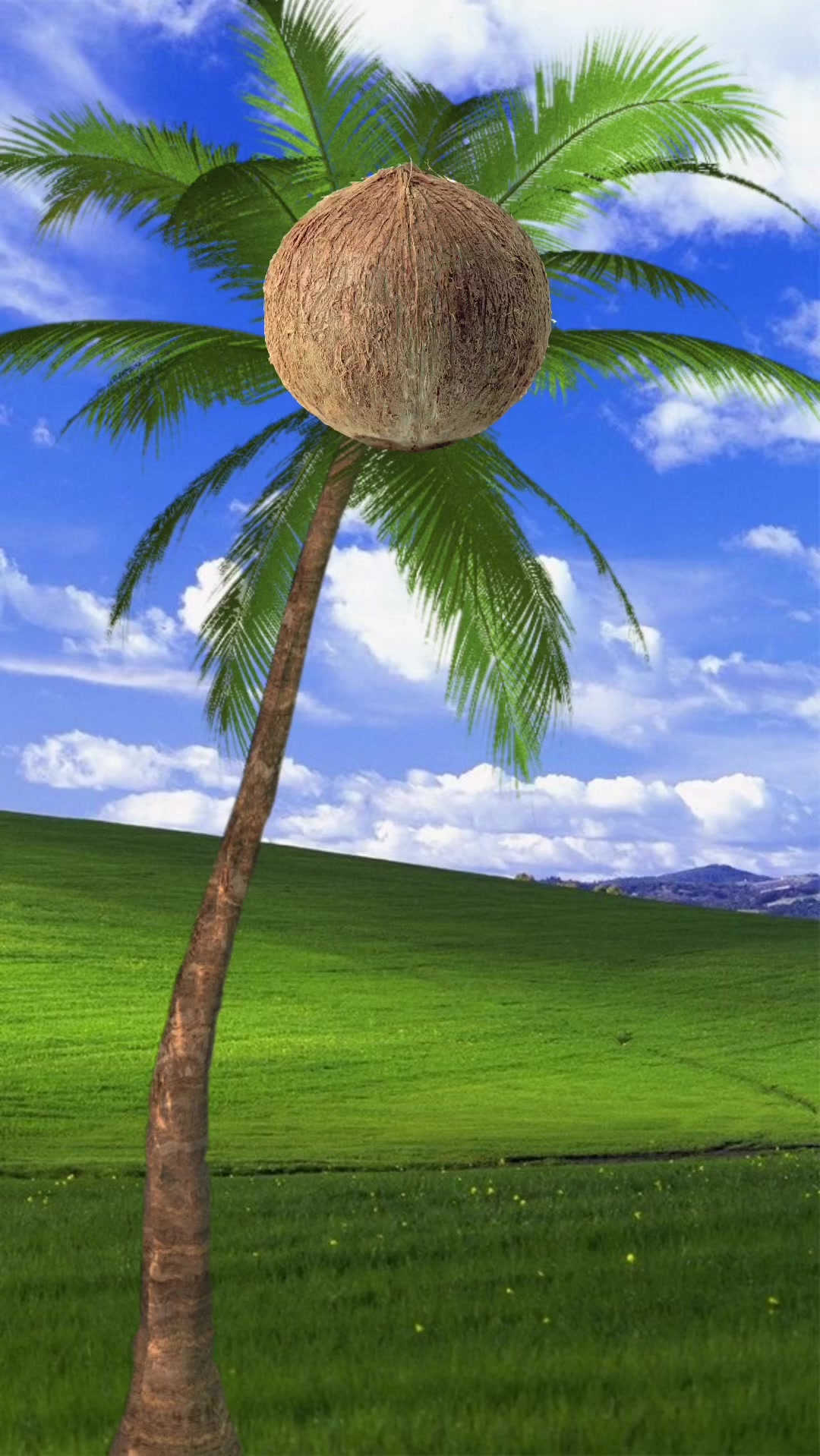 @Pompom