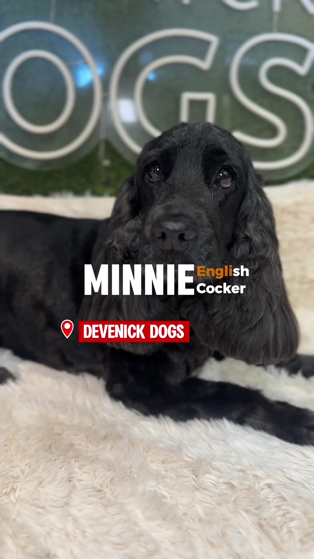 @DevenickDogs