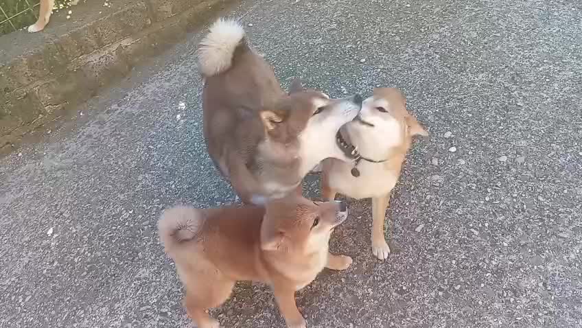 @Mochi Shiba Inu di E.Brignone