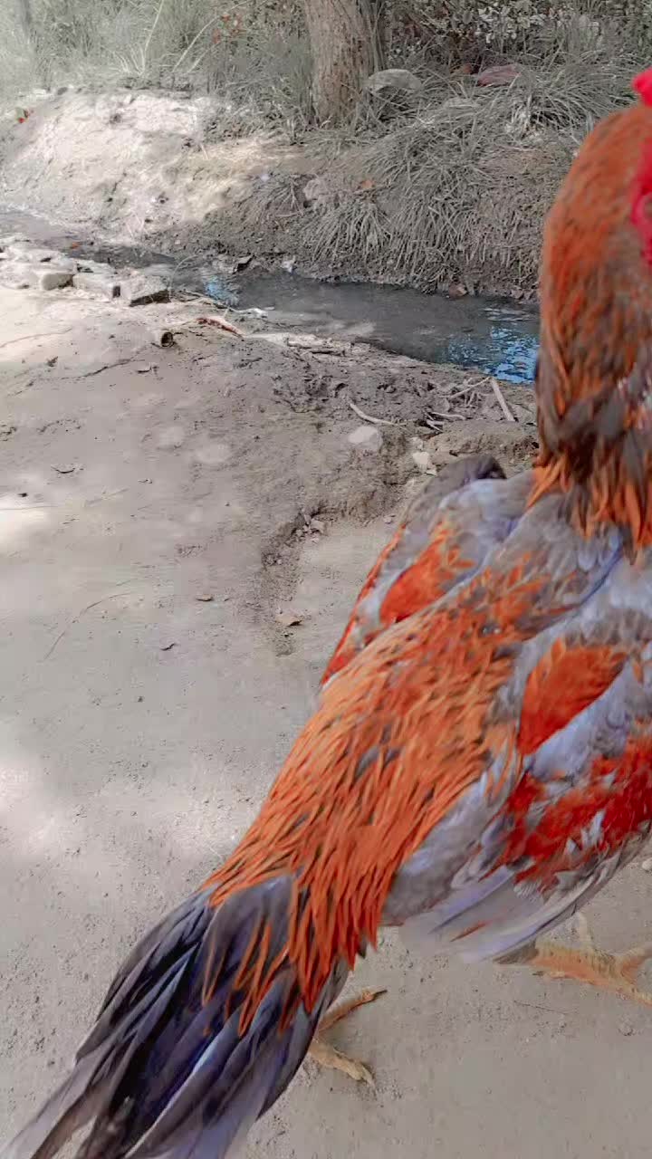 @best Birds912