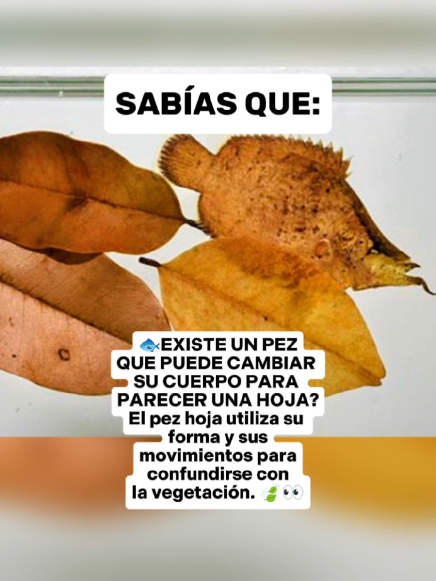 @CLUB DE ANIMALES