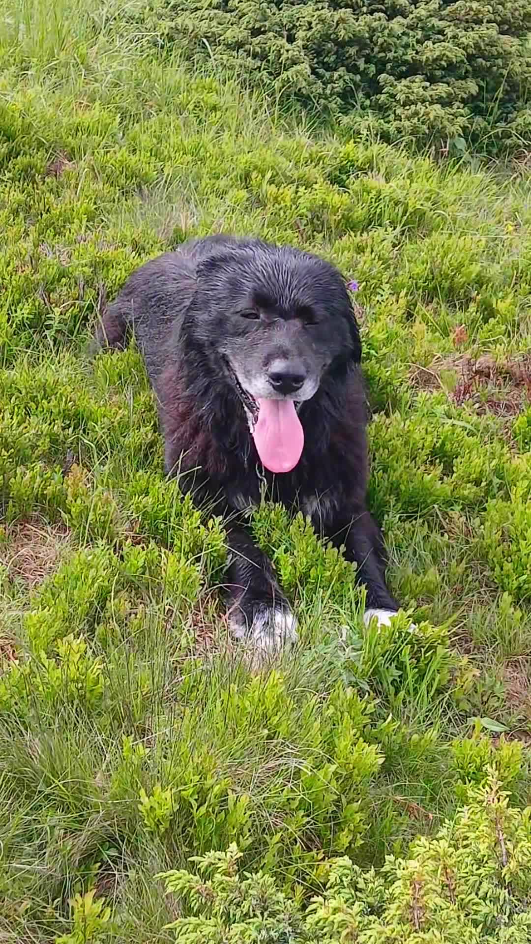 @Jidanu 🌲🐕🐑🌲❤️