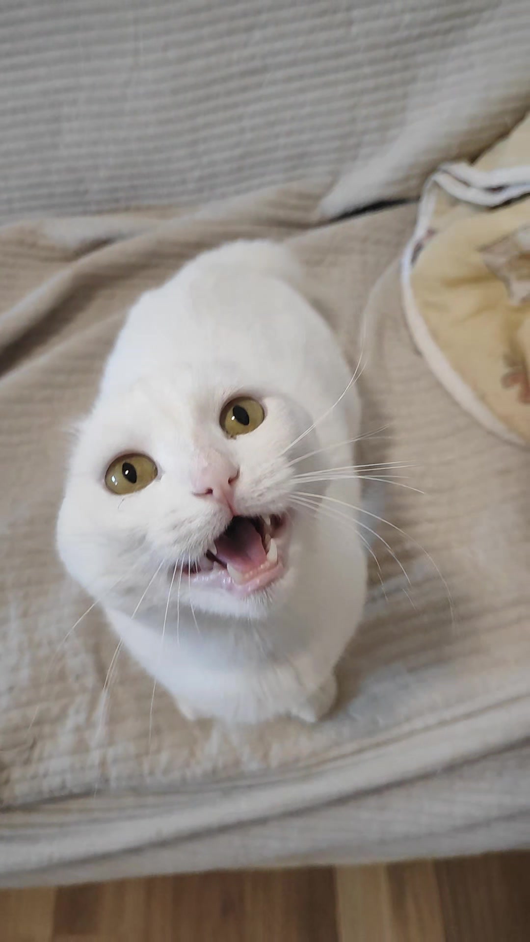 @Fluffy - the persian cat