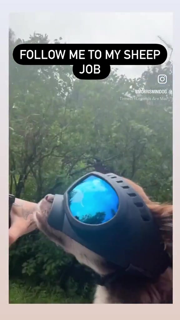 @MorrisMiniDog