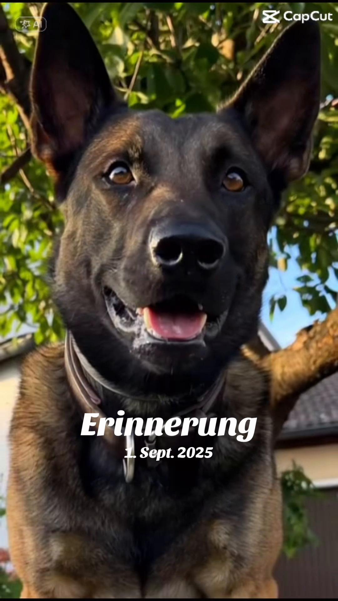 @malinois_und_ich