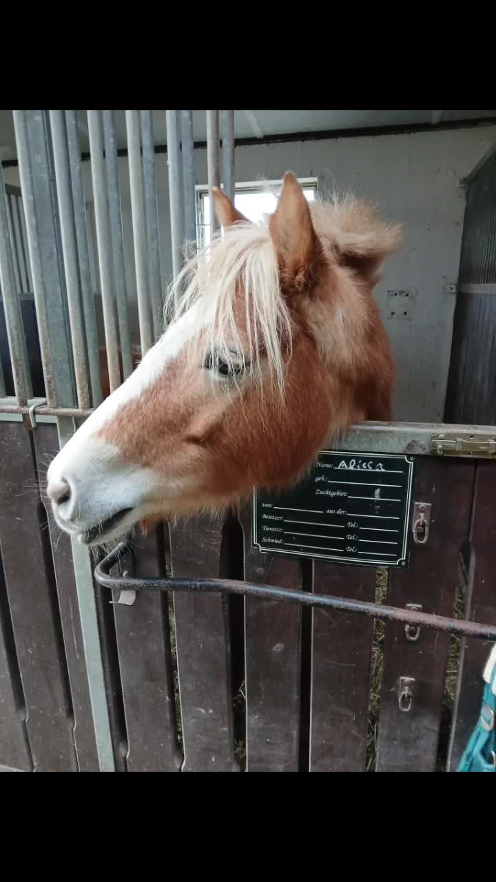 @Powerpony Alissa 💥🐴
