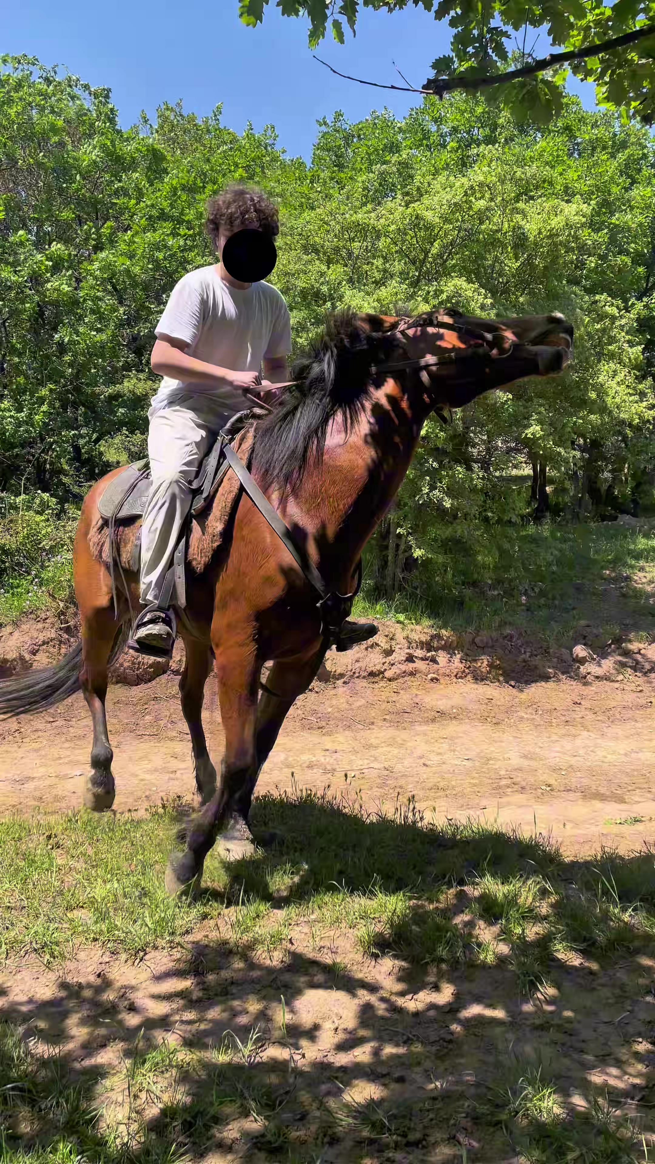 @horselakia