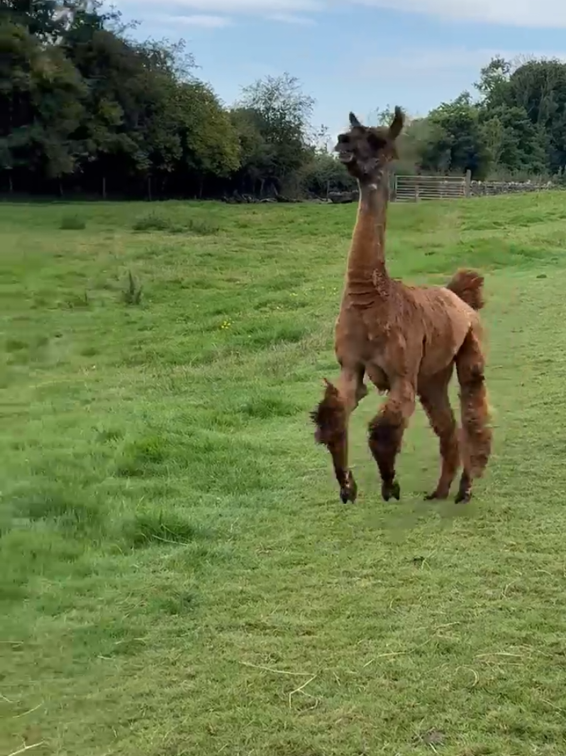 @Bardsea Alpacas and Llamas
