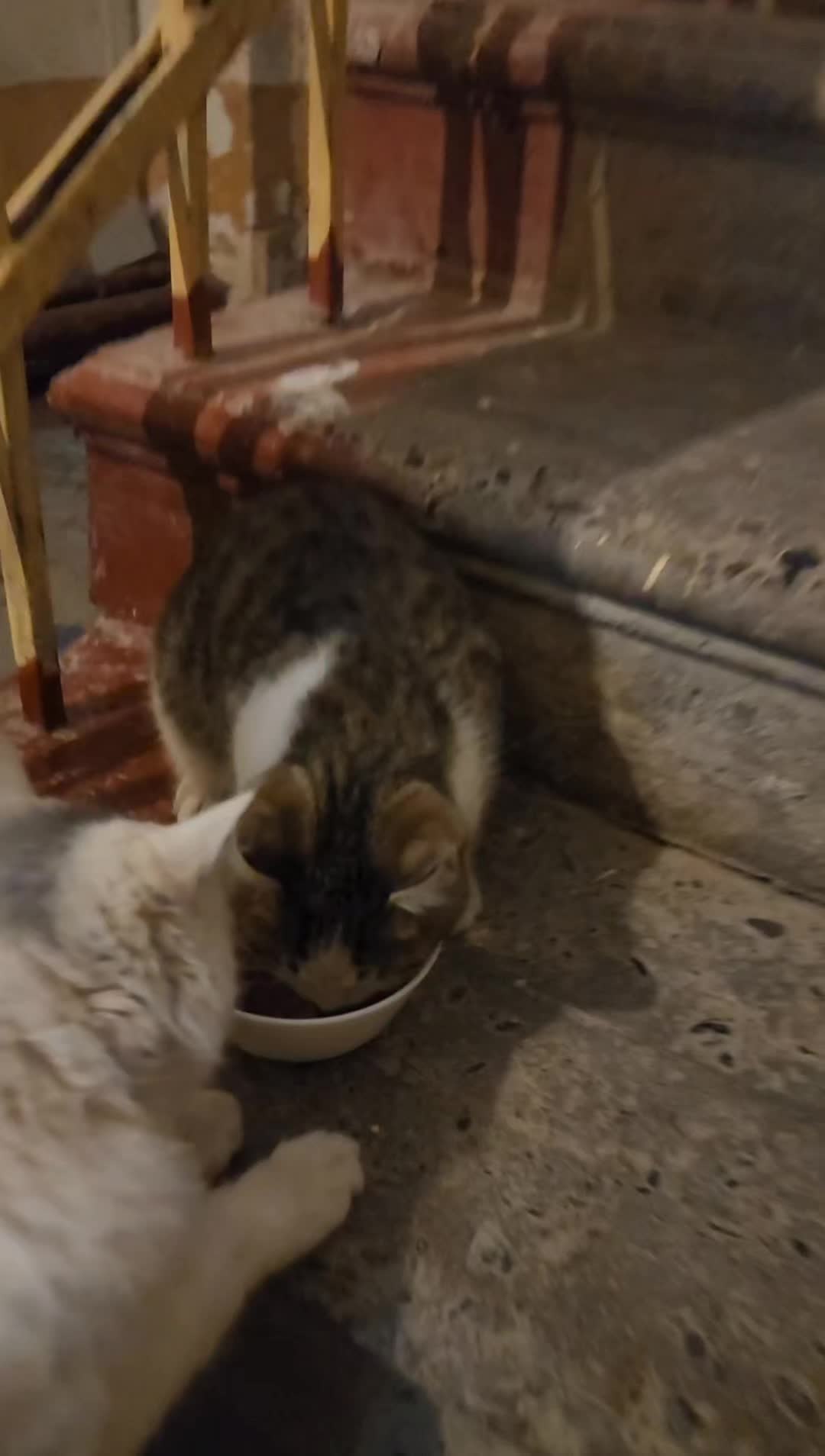 @Cat's Save