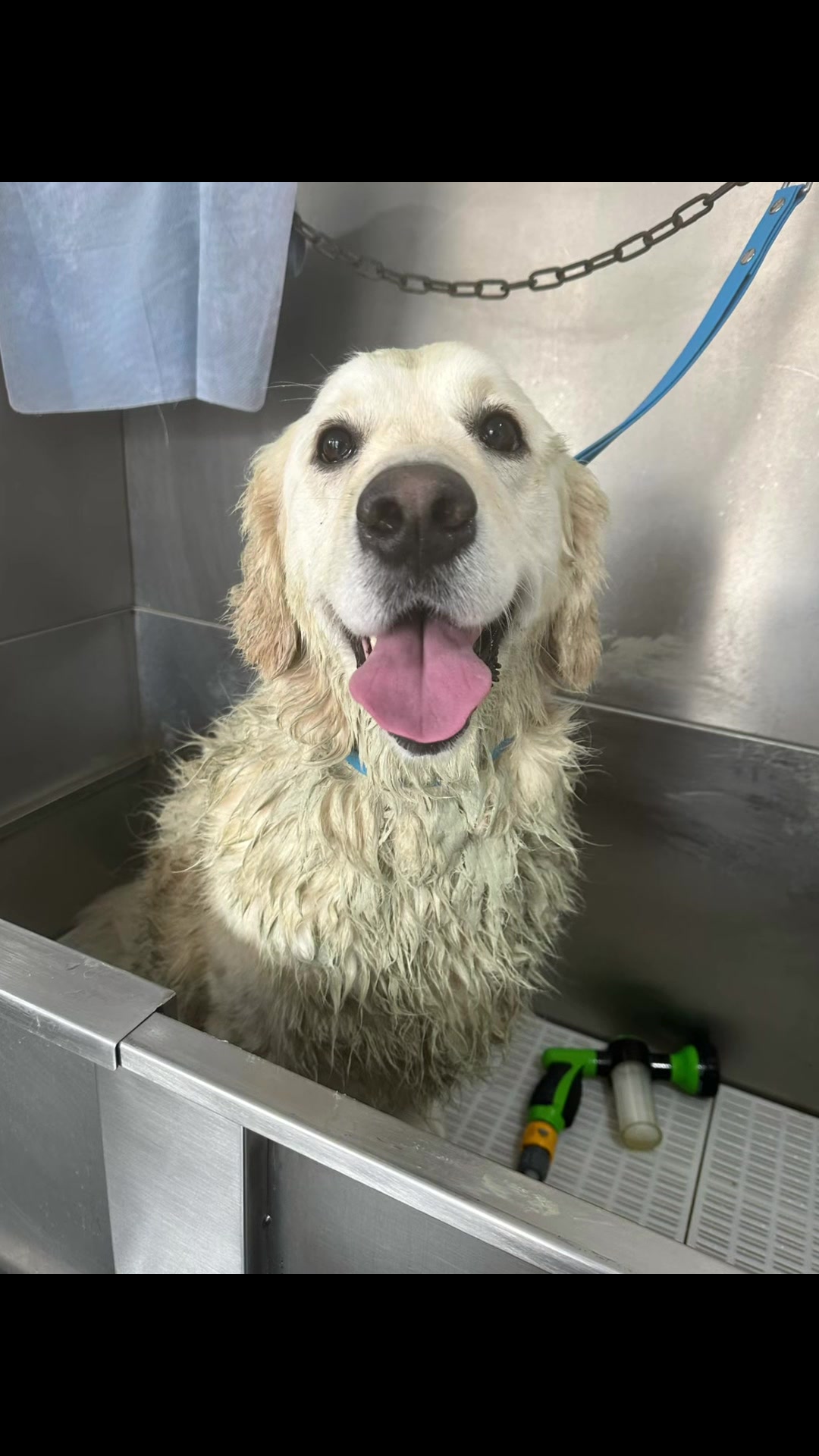 @madeleinesdoggrooming