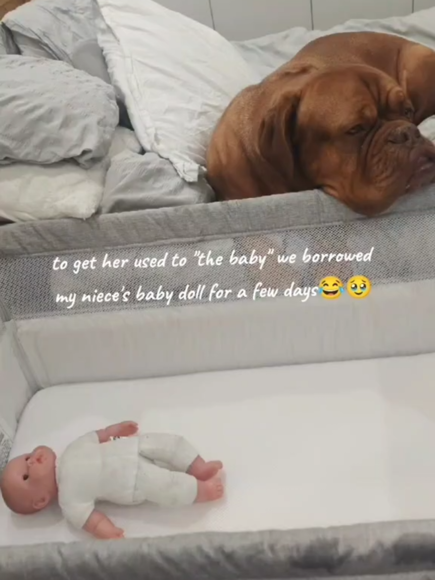 @Diva Dogue Nala