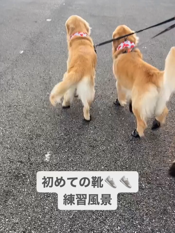 @tovagoldtwins