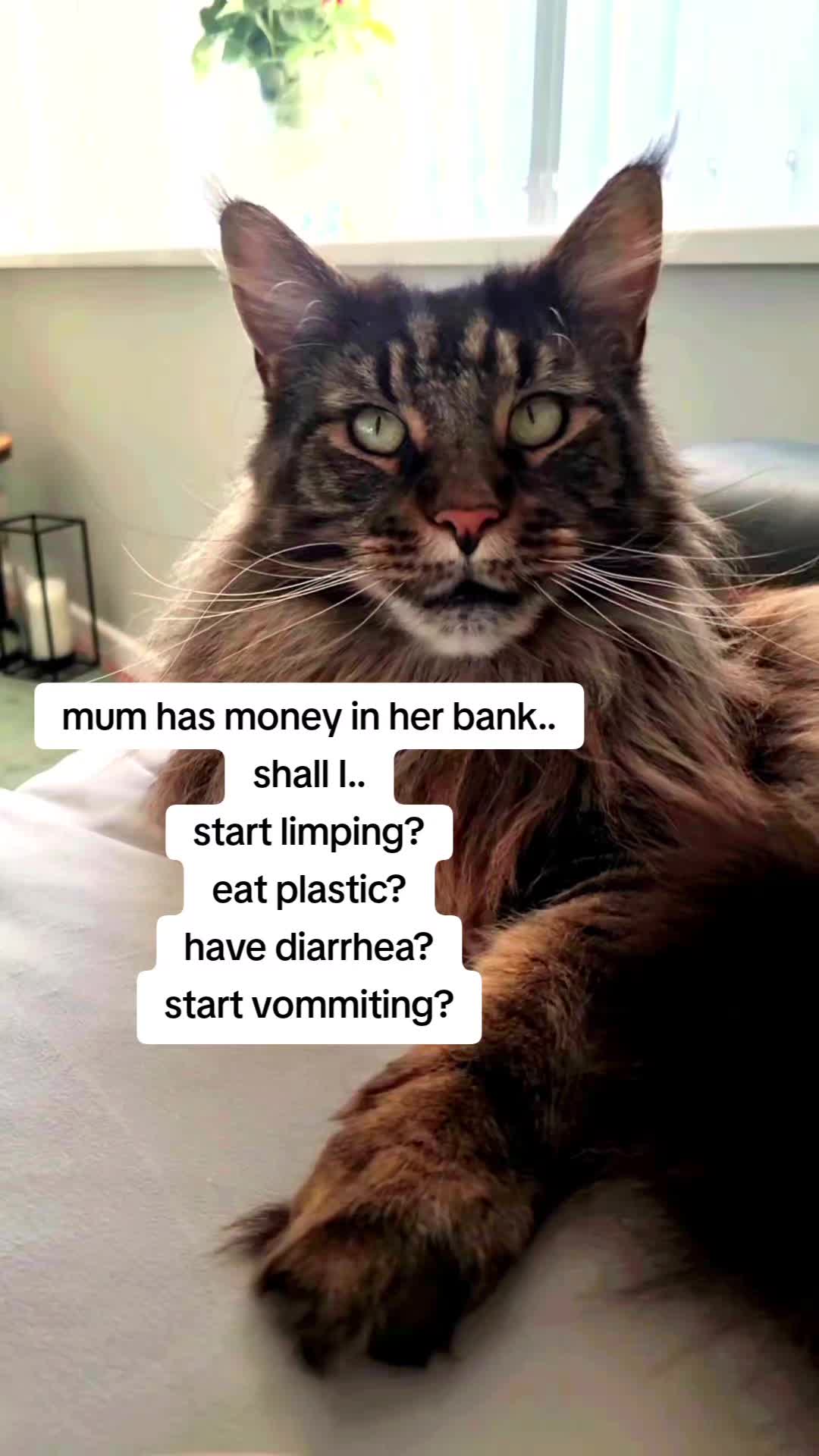 @ZiggyandMarley