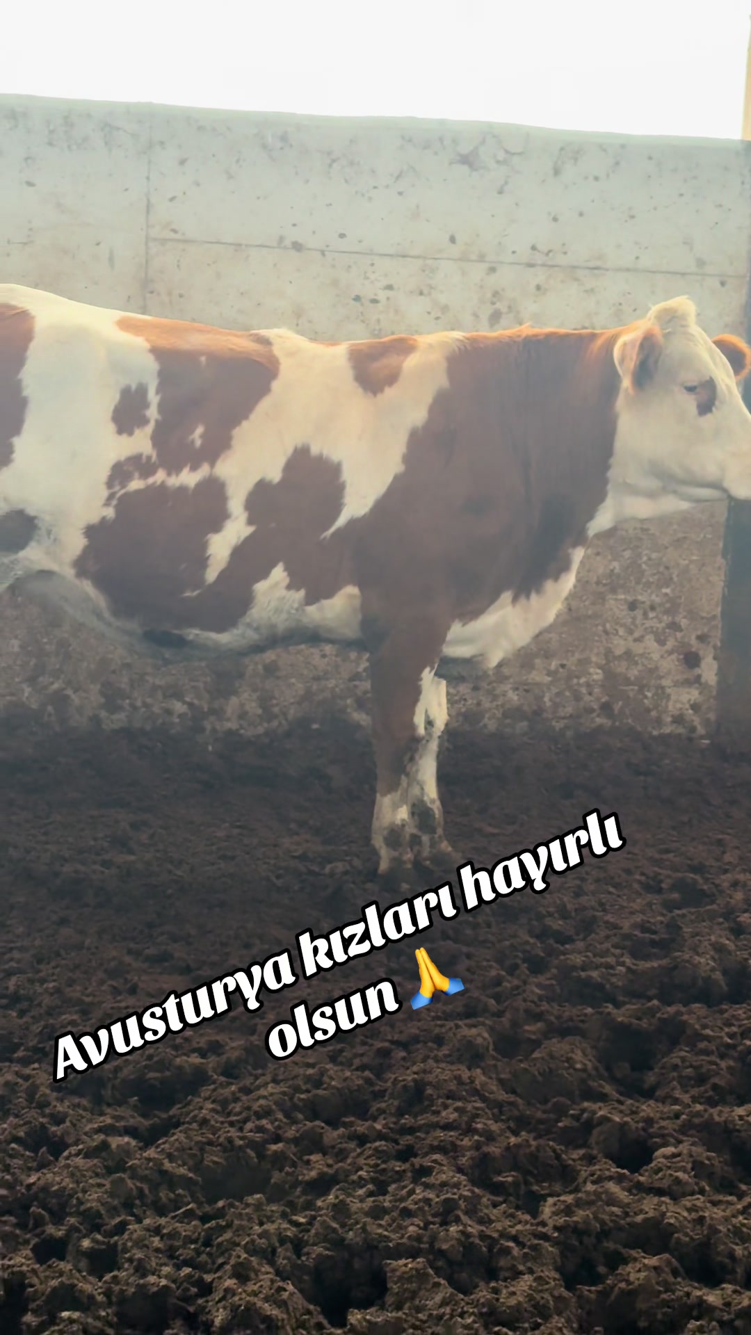 @YUSUF D&Uuml;ZCE