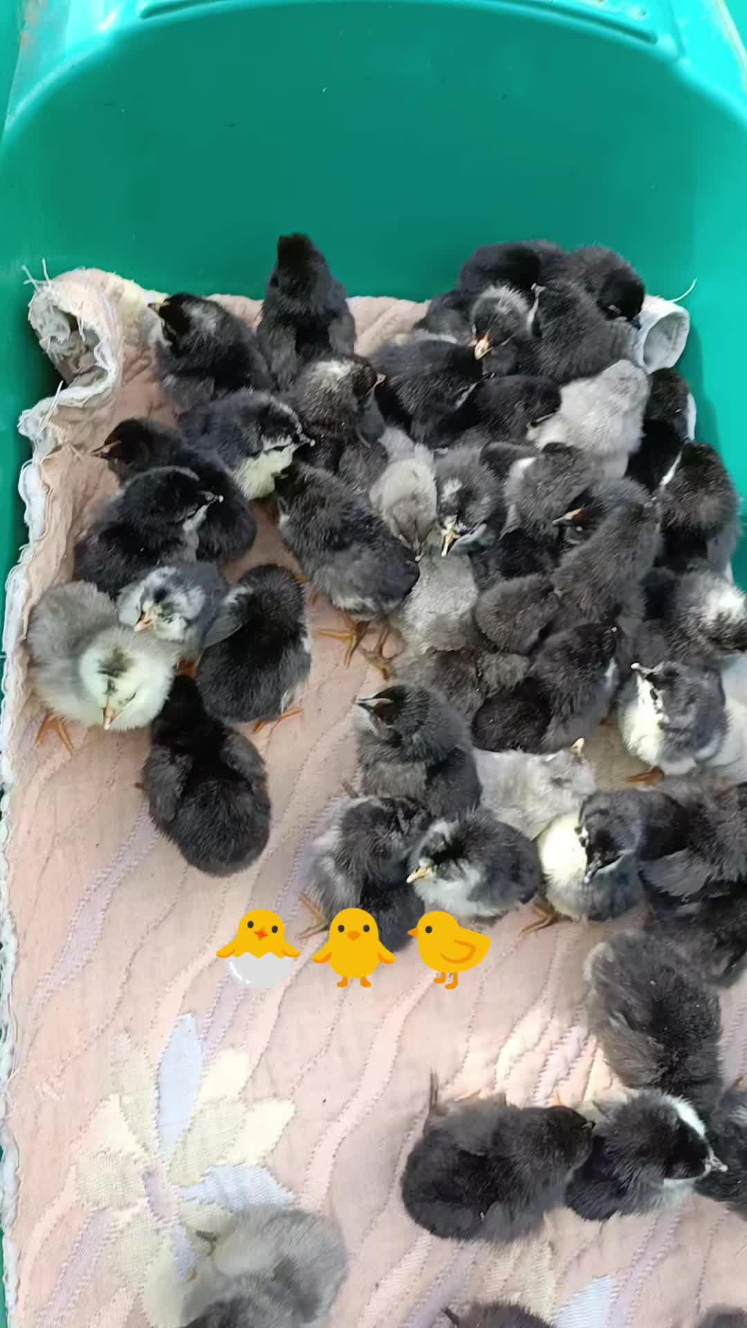 @Firuța Modoianu