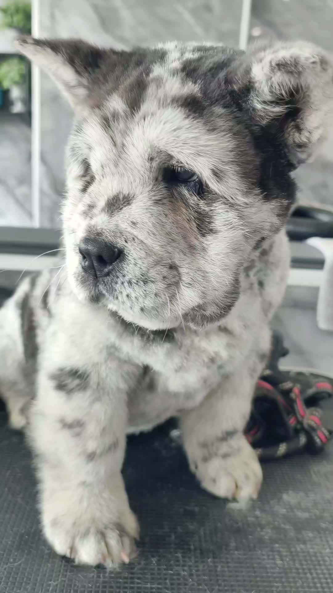 @Tank The Chow Chow