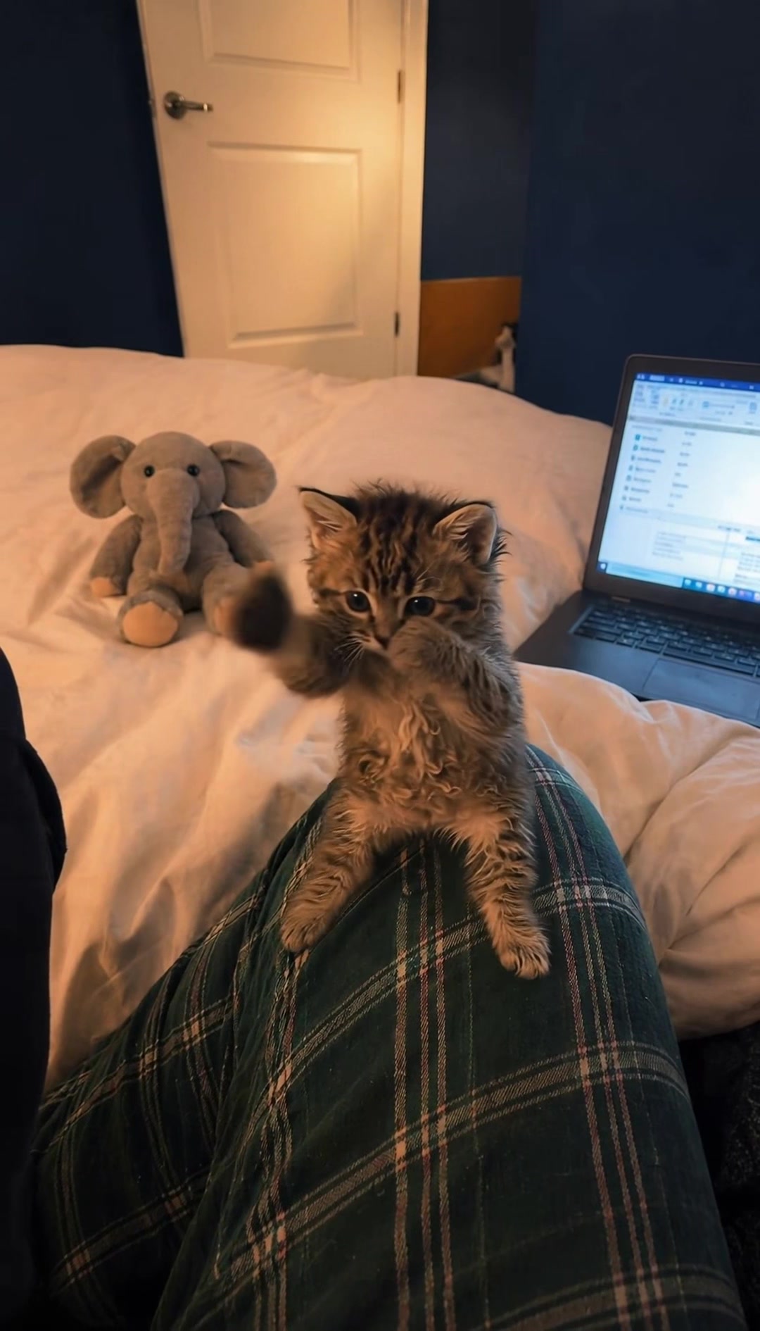 @meowmotion