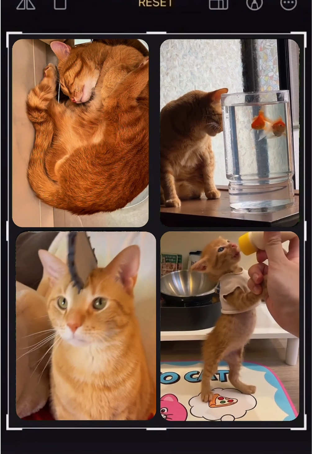 @Mitay_cat