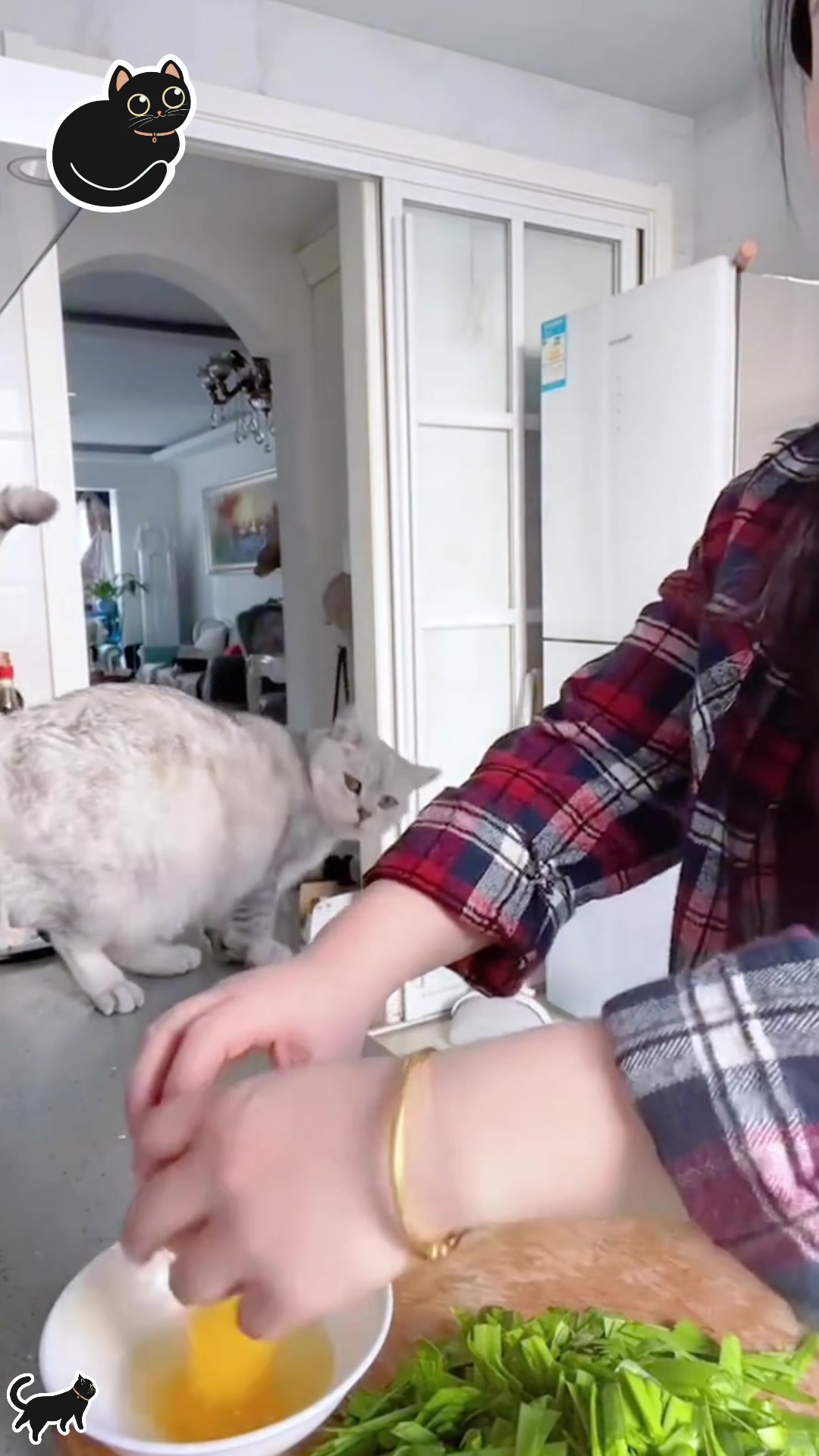 @dogandcattk2