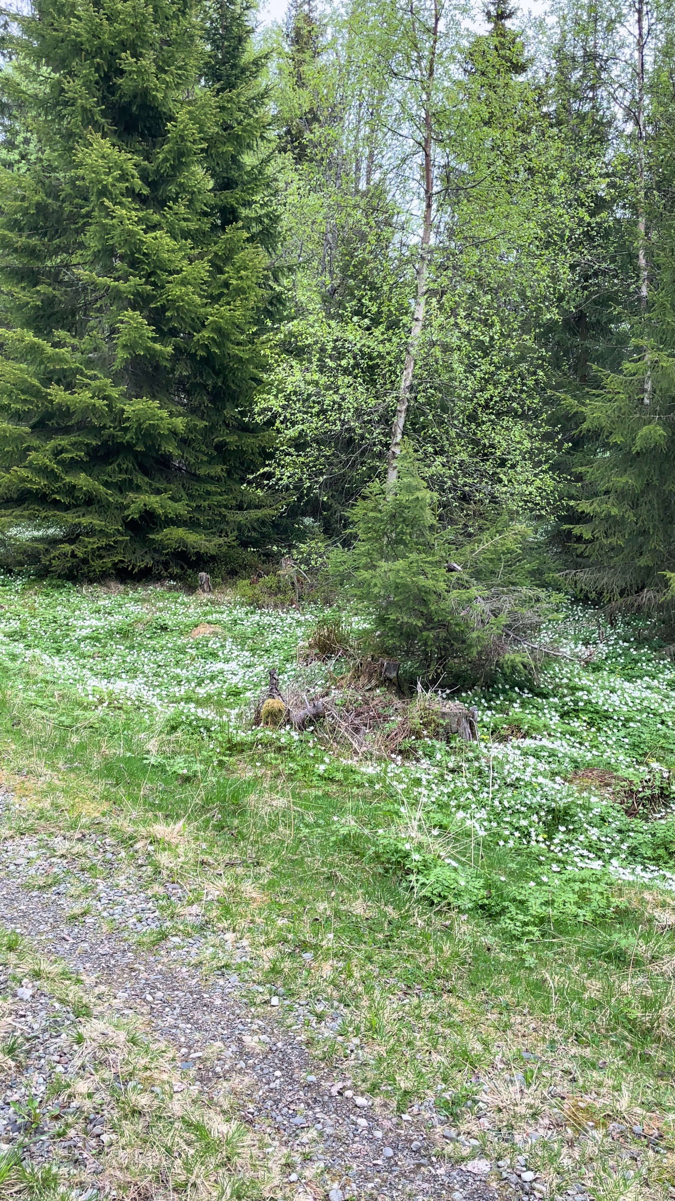 @ᛊᛁᚹ︍ ᛏᛟᚱᛊᛞᚨᛏᛏᛖᚱ🇳🇴