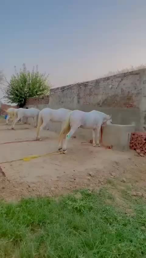 @majid kataria