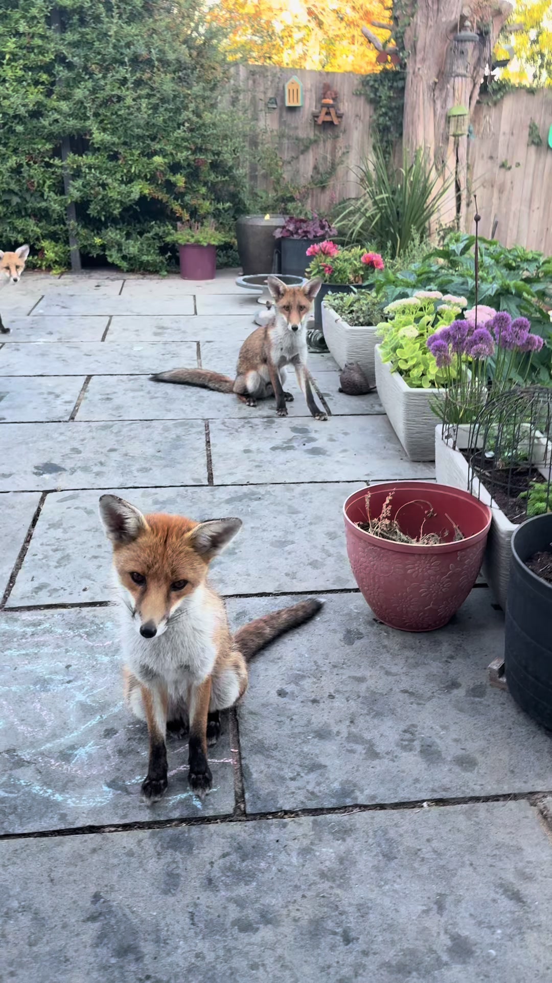 @gp_wildlife