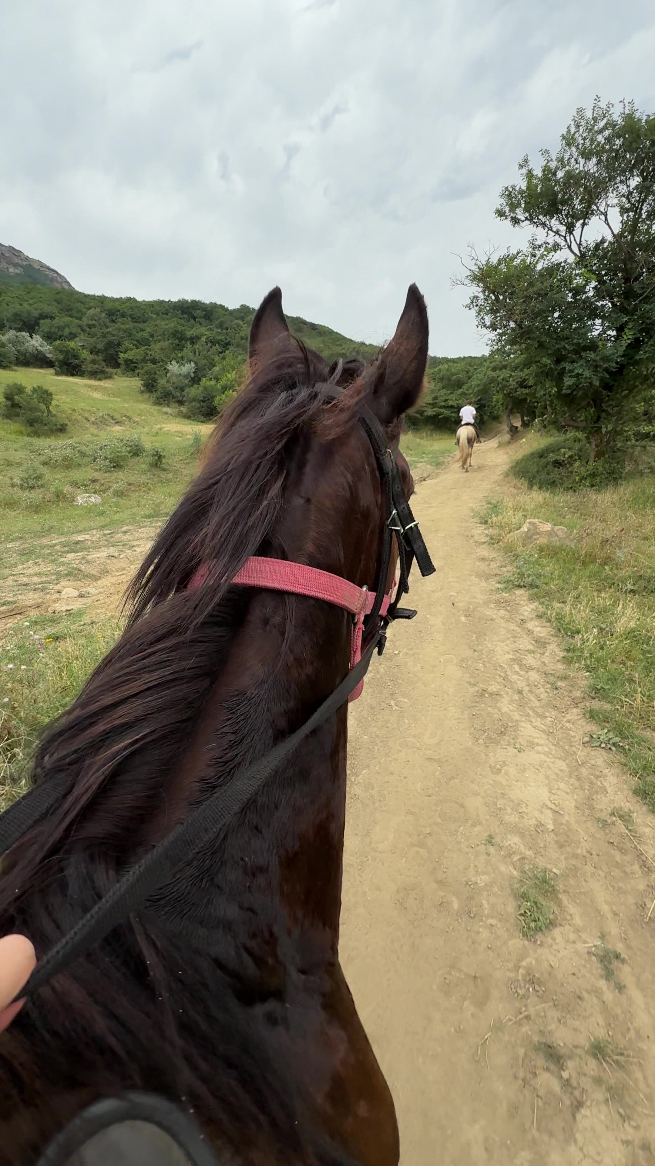 @horselek