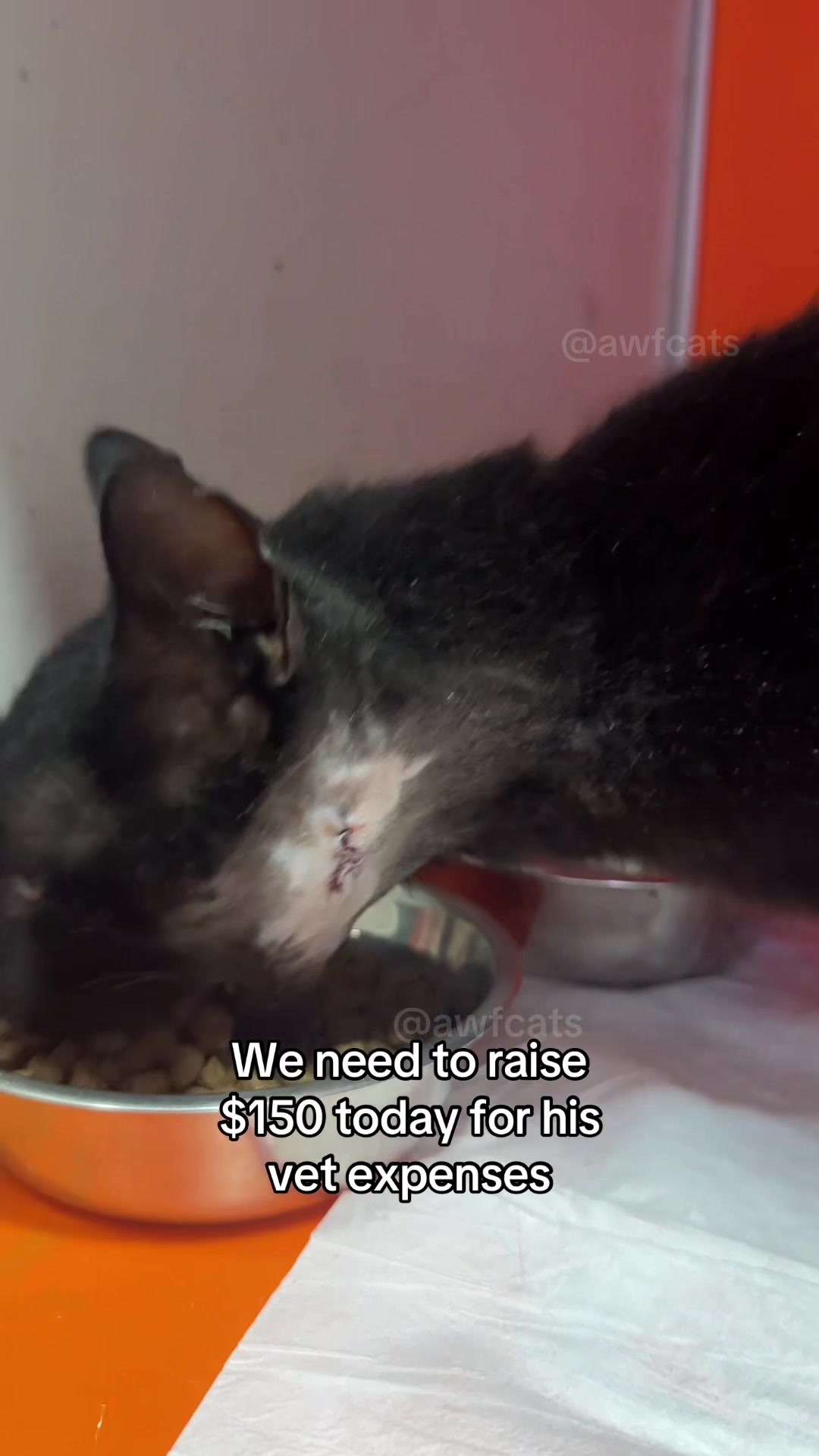 @AWF Cats