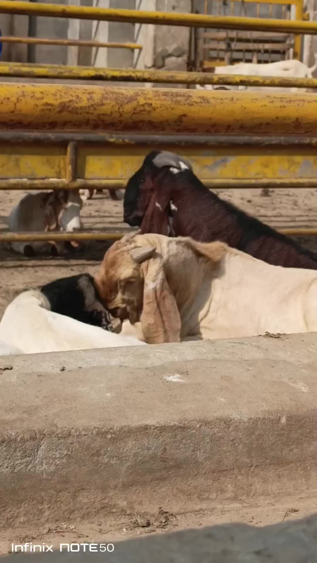 @AHMED GOAT CORNER 🐐🇵🇰