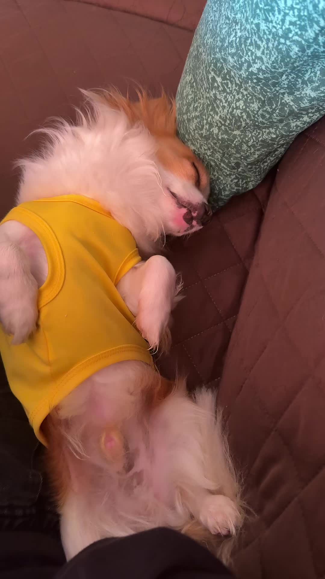 @Michela 🐕