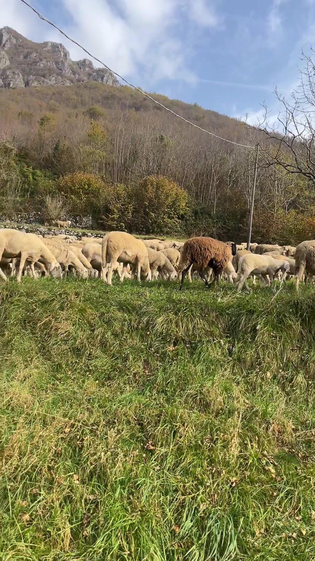 @olgatrifautan