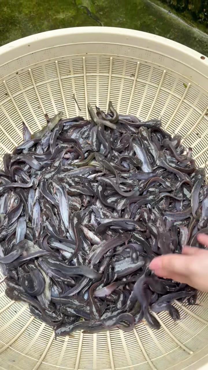 @Trại Cá Giống Quang Lâm