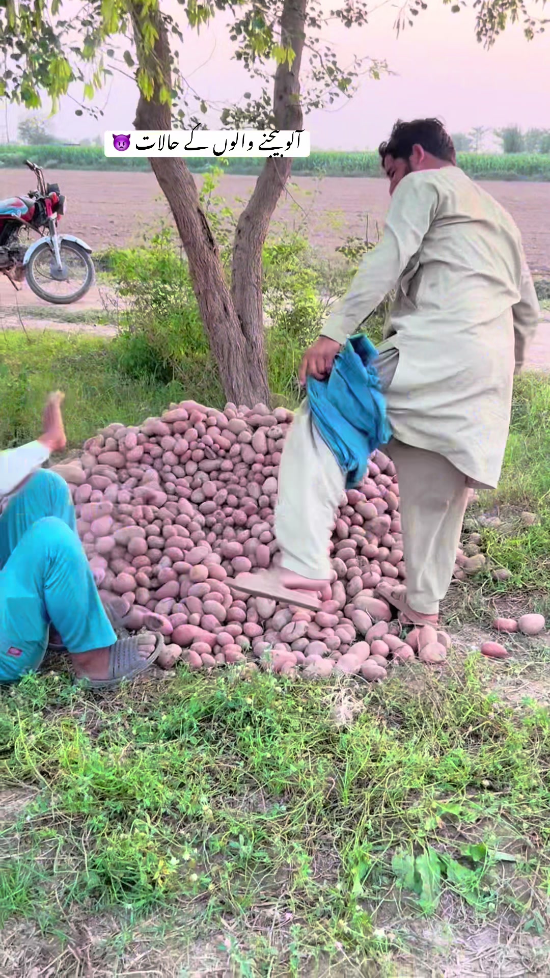 @پینڈو بوائز 378