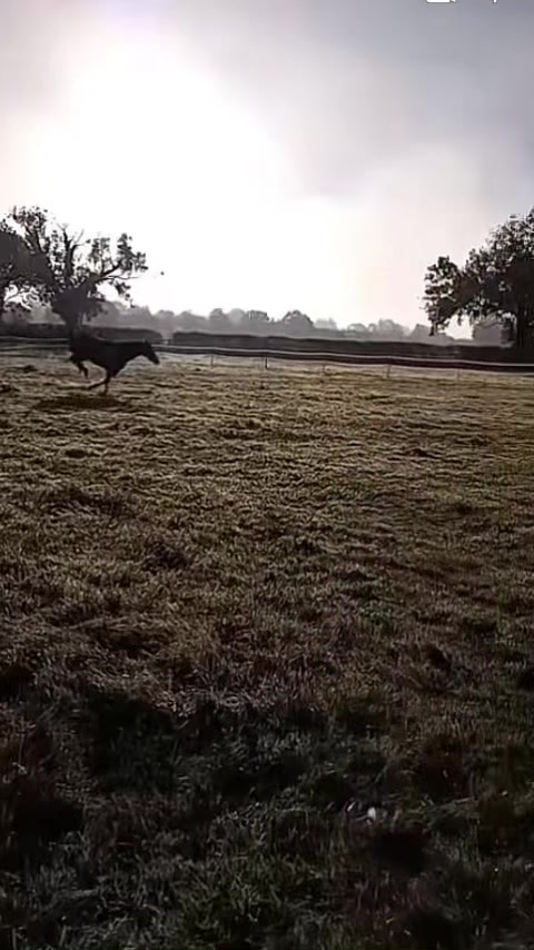 @Lels🐴🚜🦆