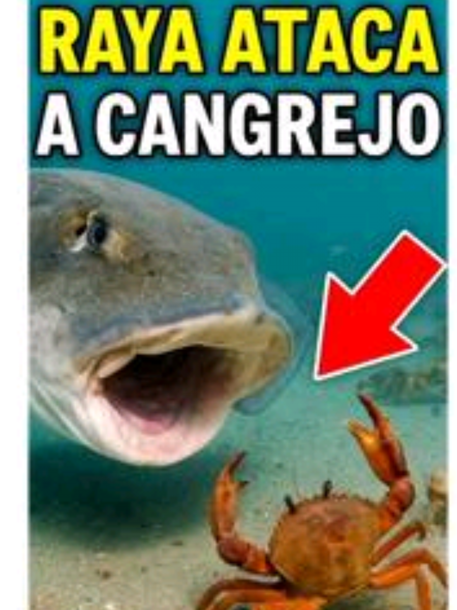 @CLUB DE ANIMALES