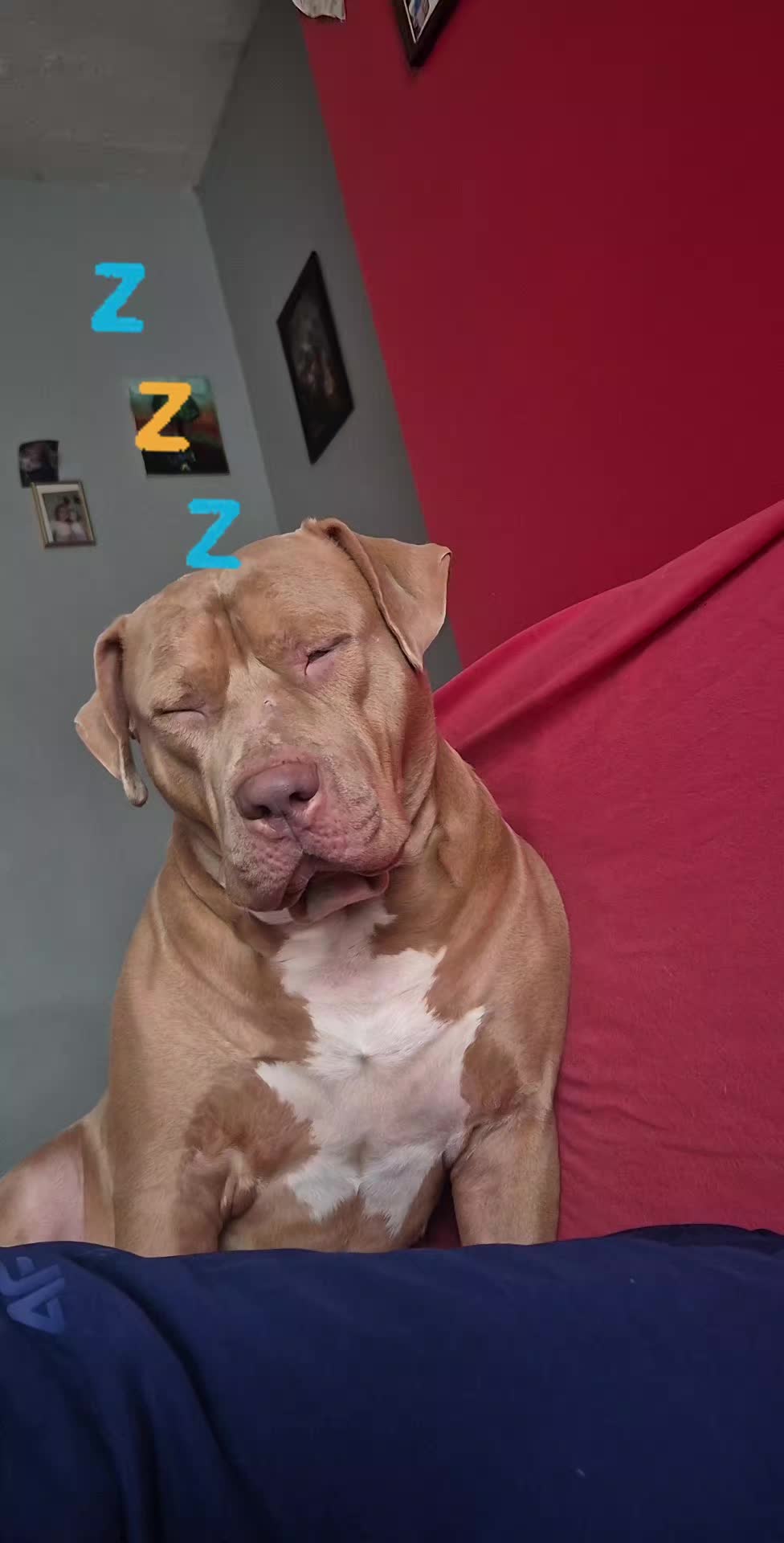 @Zeus.Bella1