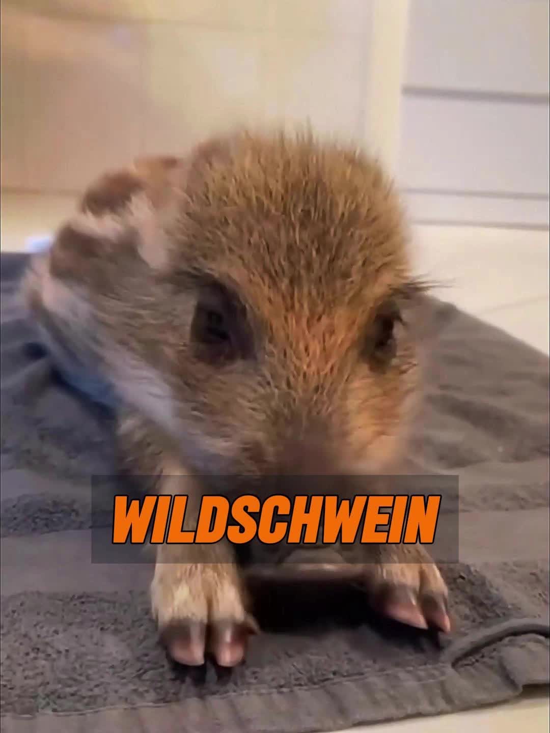 @Geo Tierwelt