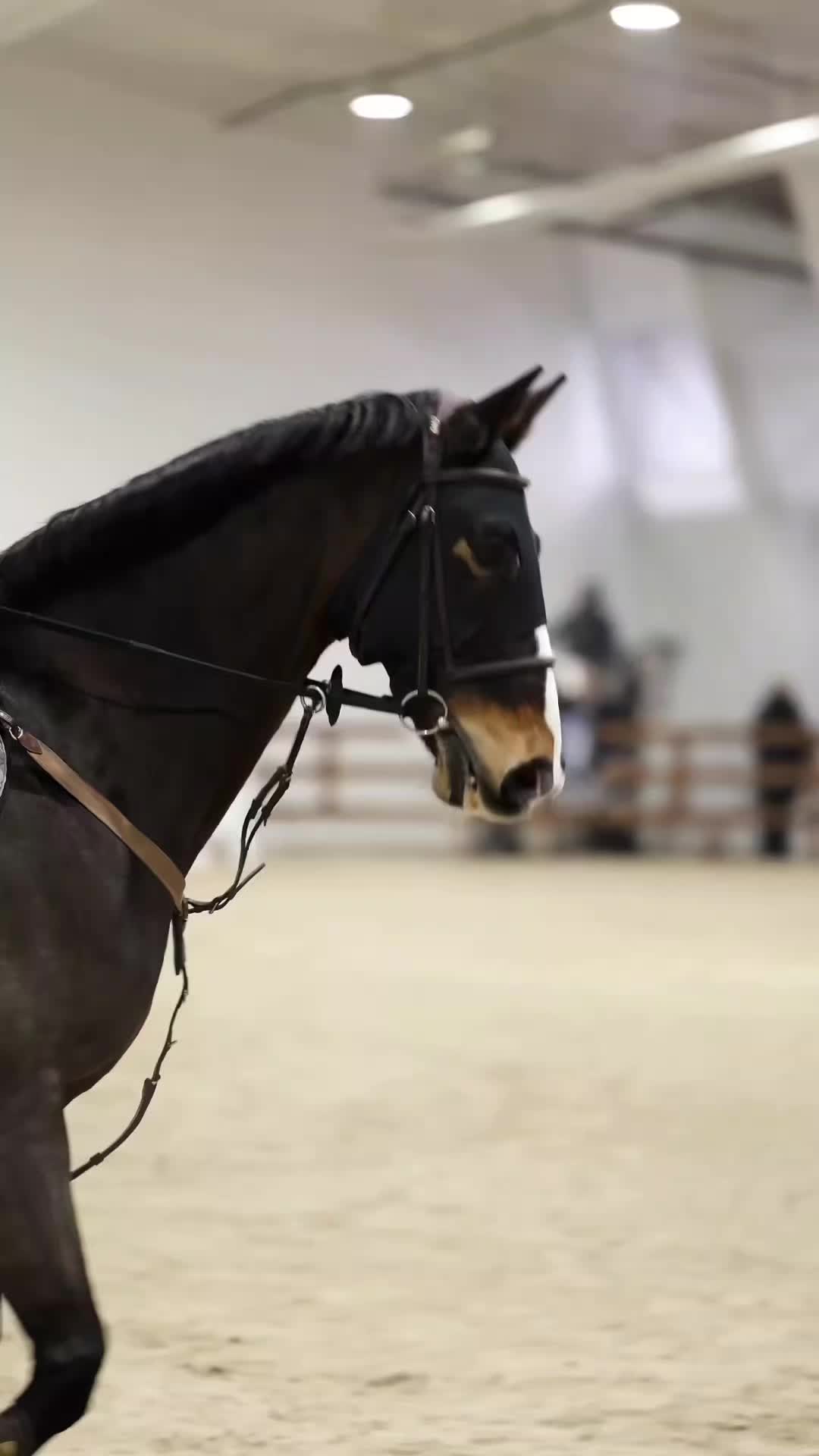 @Desy🐴