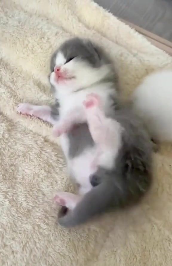 @catbosssss