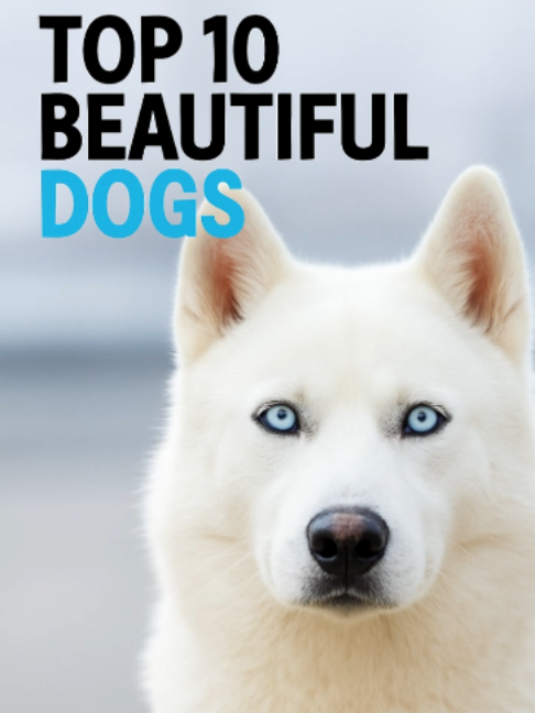 @Doggy Discovery