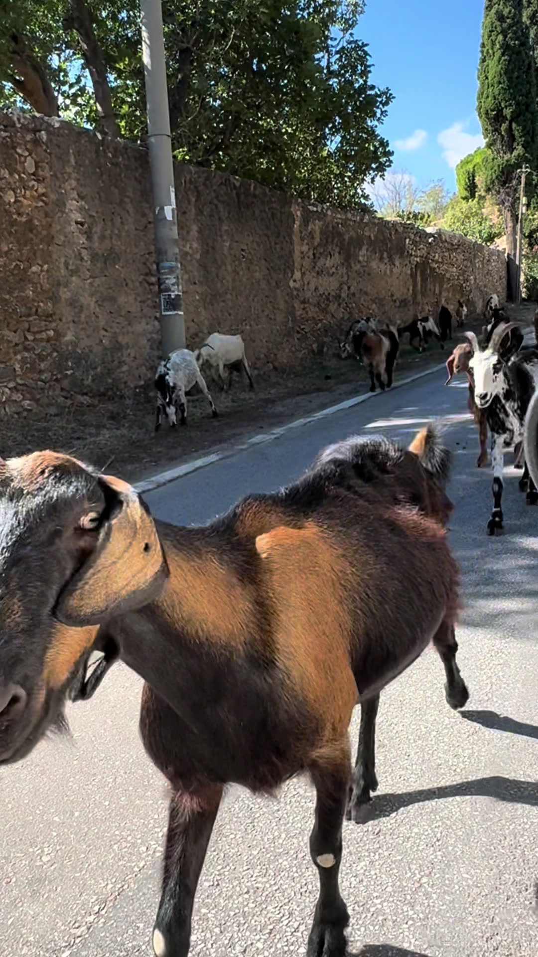 @Αντιγόνη