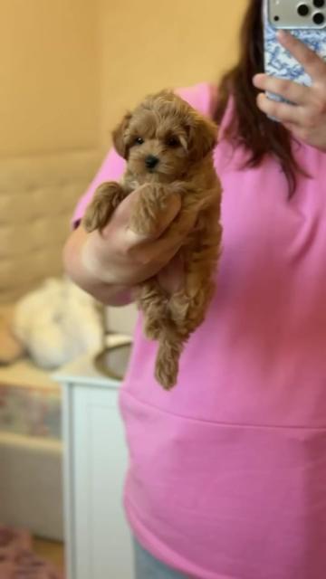 @Maltipoo Puppy Place