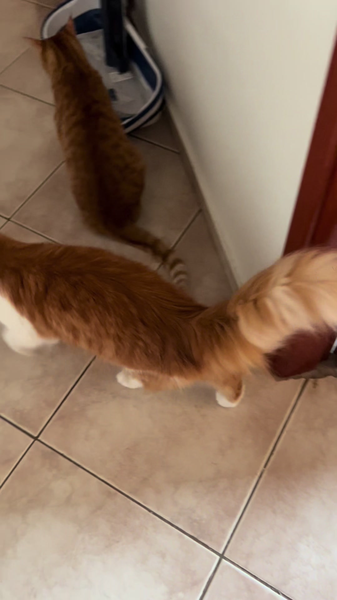 @Φανούρης ❤️🐈