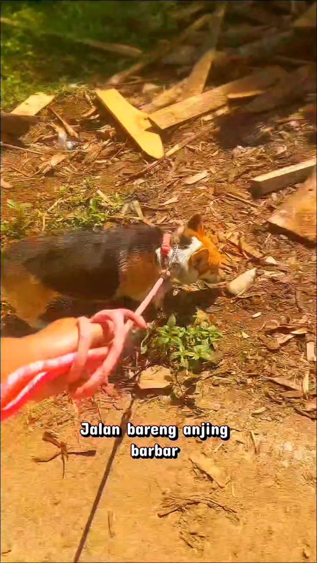@Cileunyi Rabbit