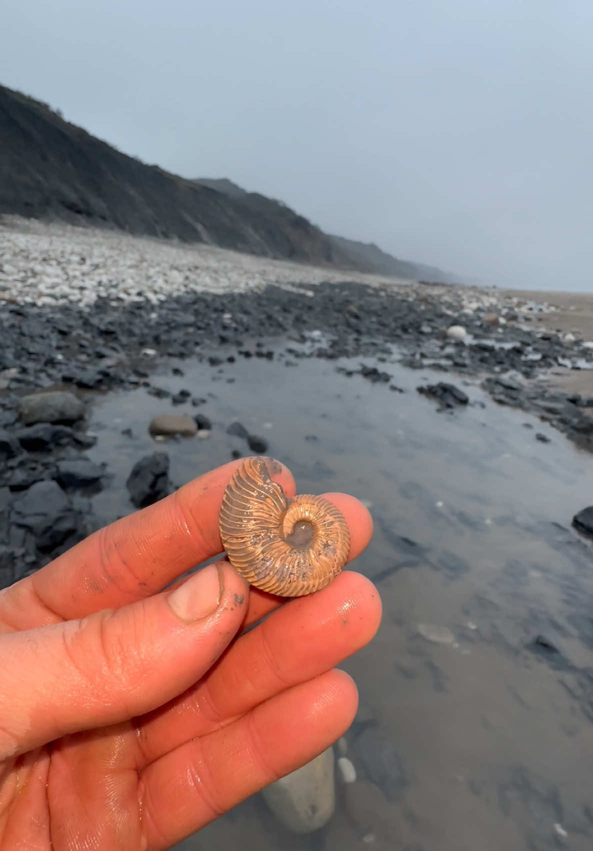 @yorkshire.fossils