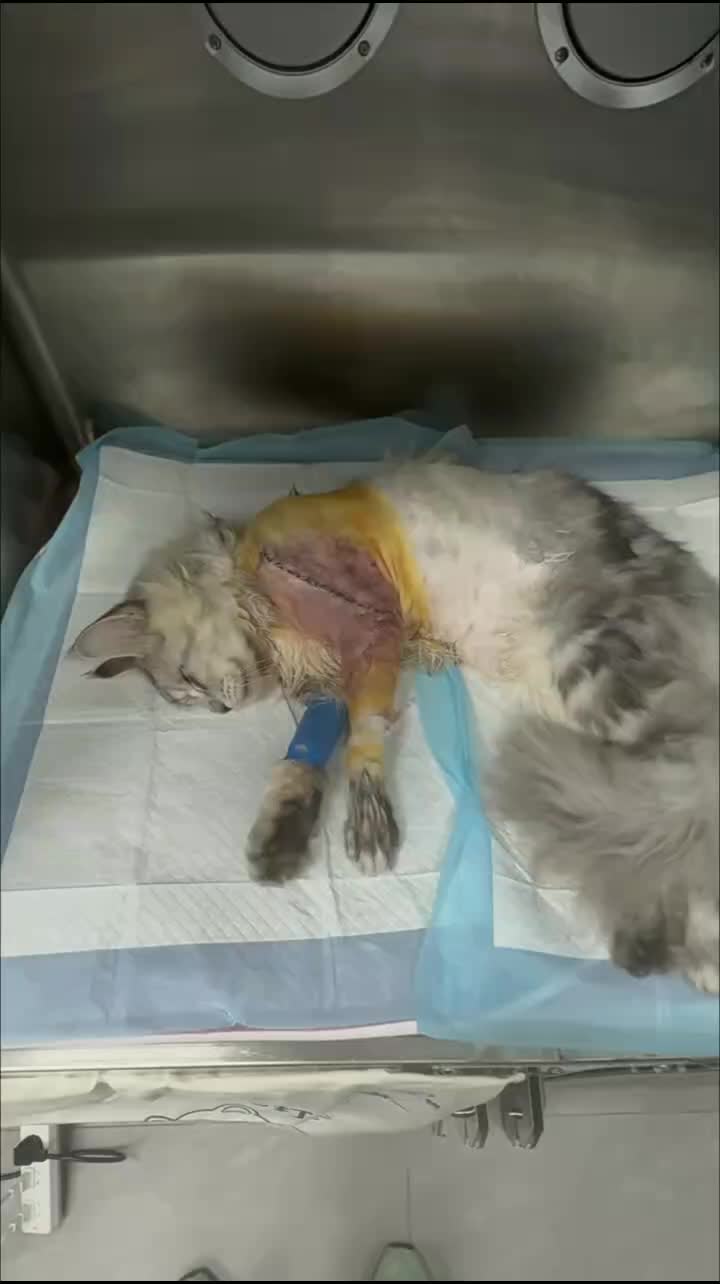 @Community_Animal_Rescue